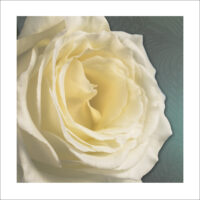 High res image of a white rose with grey background